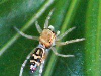 Cosmophasis sp DSC00312 edit